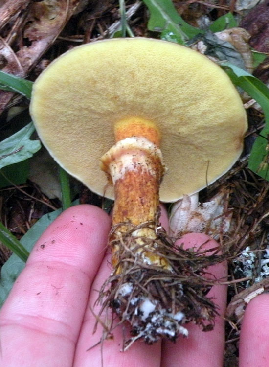 Suillus bresadolae ?
